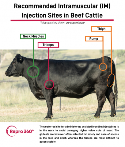 Recommended Intramuscular (IM) Injection Sites in Beef Cattle